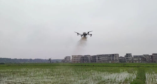 Laatste bedrijfsnieuws over Oude stad: Drone "in dienst" om rijstopbrengst te stabiliseren en inkomsten te verhogen